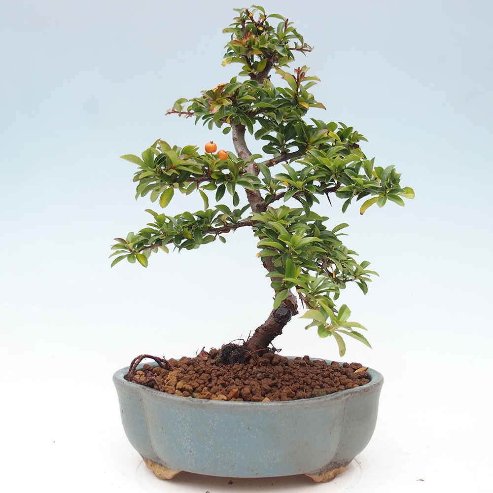 Kültéri bonsai-Pyracantha Teton - Hlox