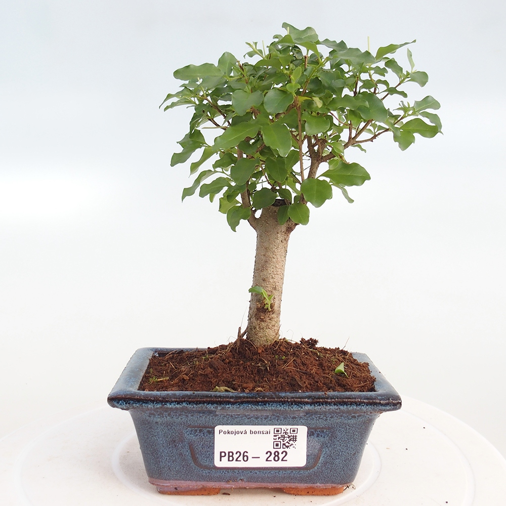 Szobai bonsai -Ligustrum chinensis - Madárcsőr
