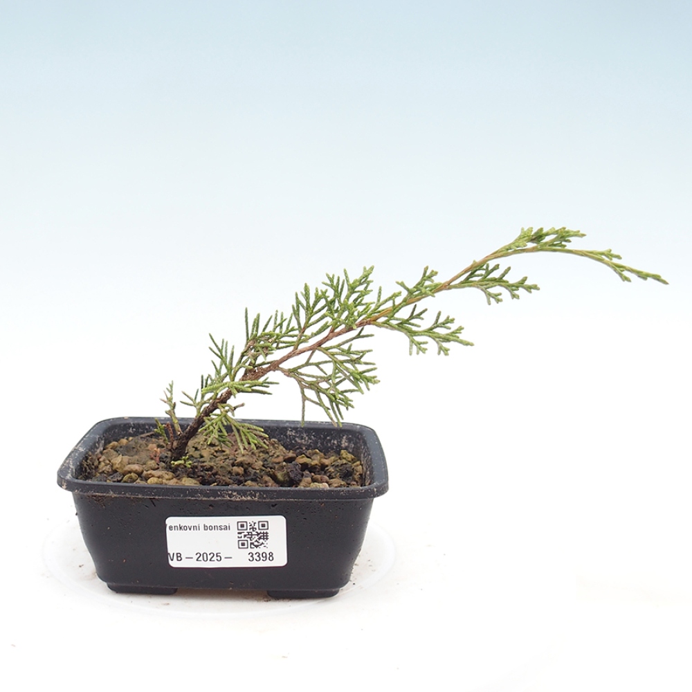 Kültéri bonsai - Juniperus chinensis Itoigawa