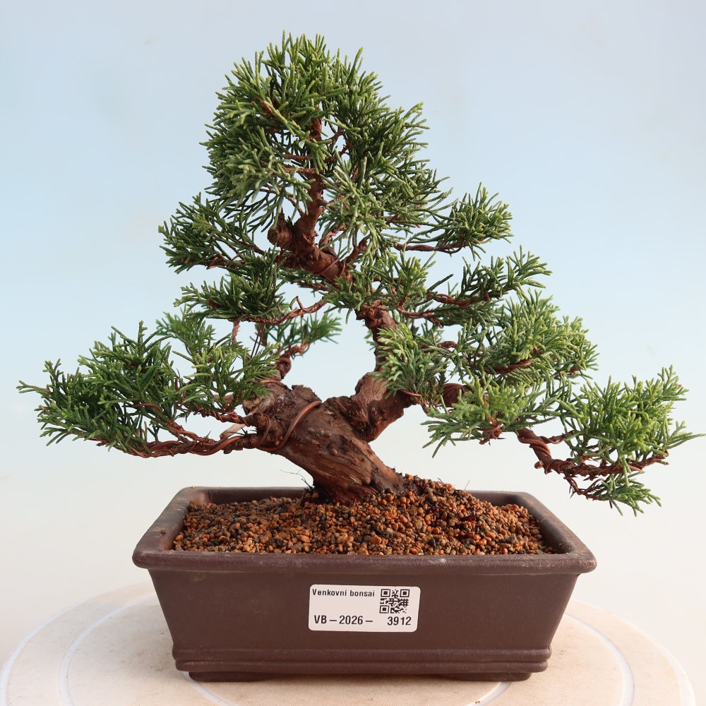 Kültéri bonsai - Juniperus chinensis Itoigawa