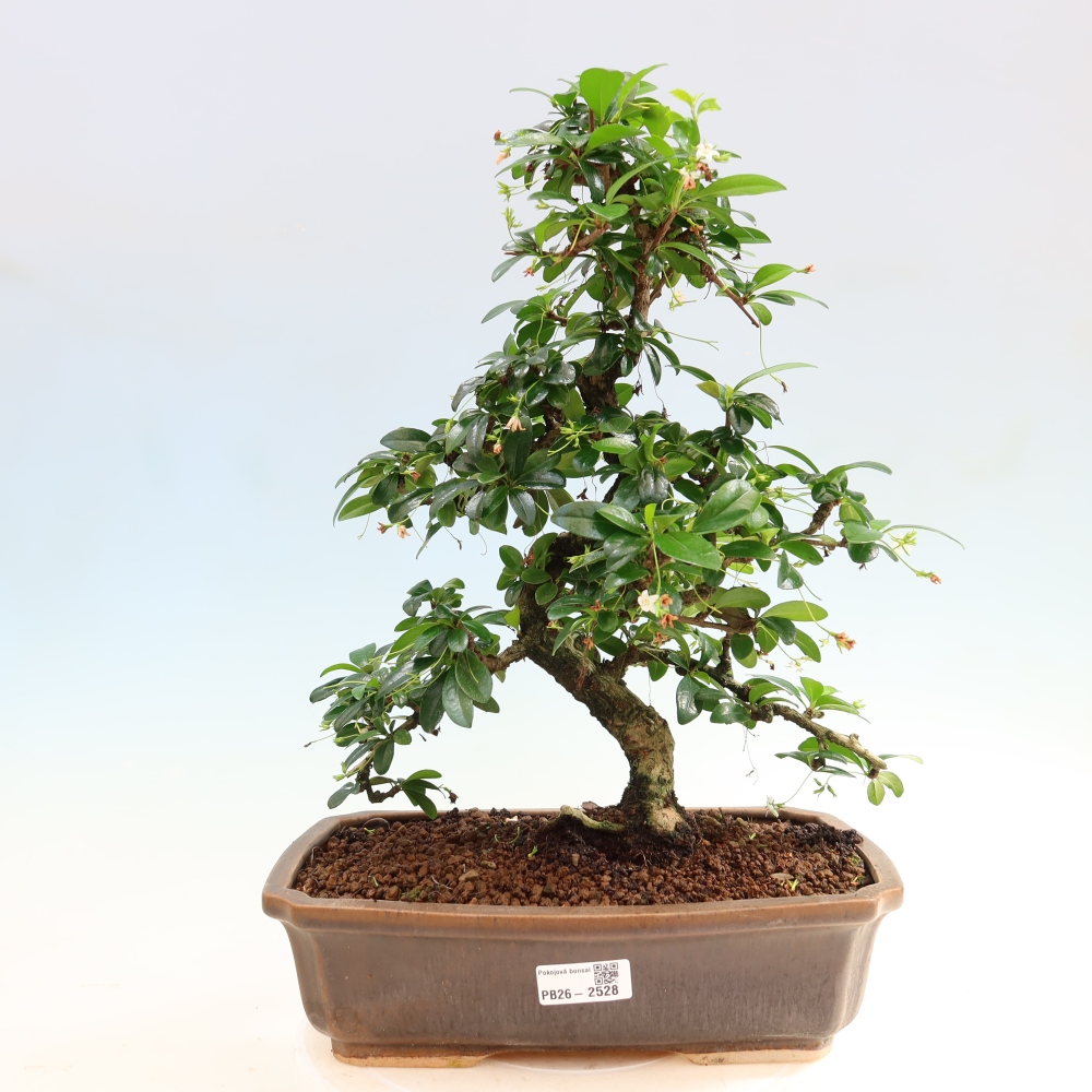 Szobai bonsai - Carmona macrophylla - Tea fuki