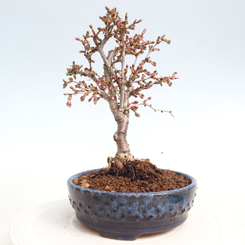 Kültéri bonsai - Prunus incisa Kojou-no mai-Plivon kivágva