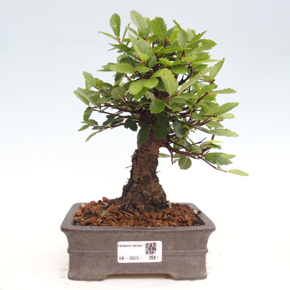 Kültéri bonsai - Zelkova - Zelkova NIRE