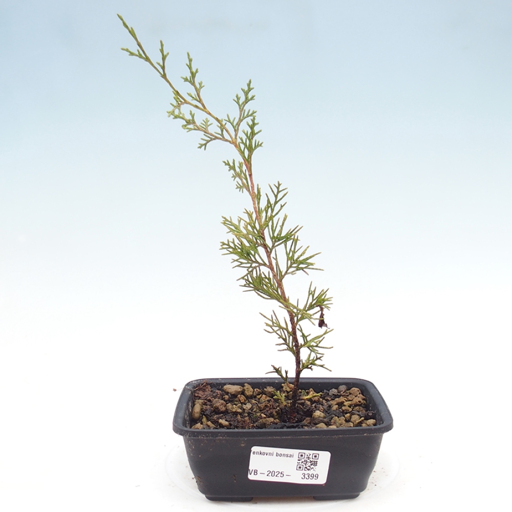 Kültéri bonsai - Juniperus chinensis Itoigawa