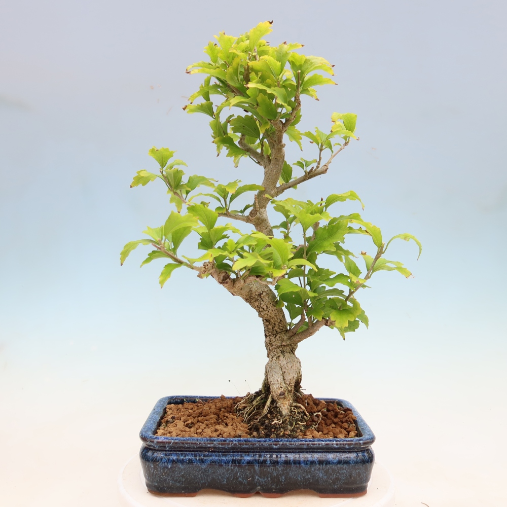 Kültéri bonsai – Hibiscus syriacus – Szíriai ibiskusz