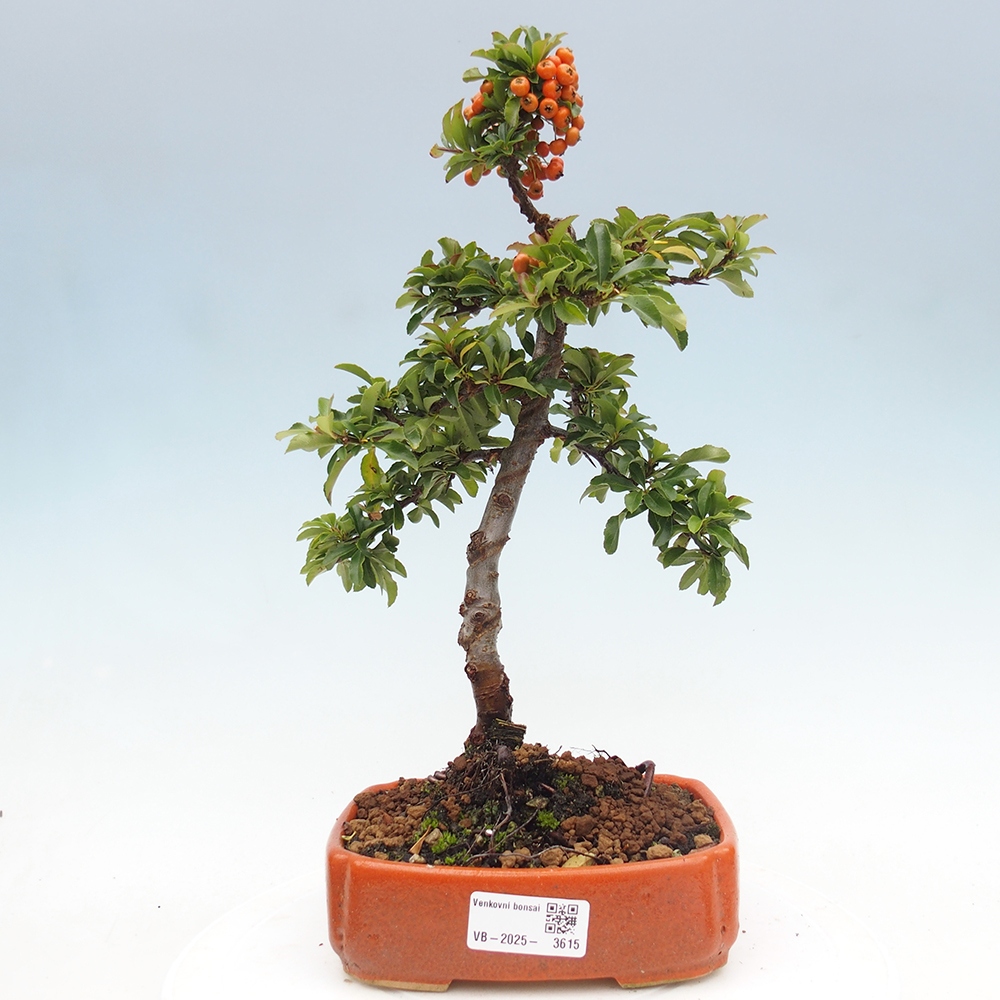 Kültéri bonsai-Pyracantha Teton - Hlox
