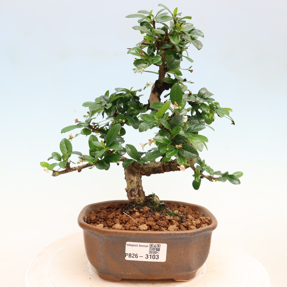 Szobai bonsai - Carmona macrophylla - Tea fuki