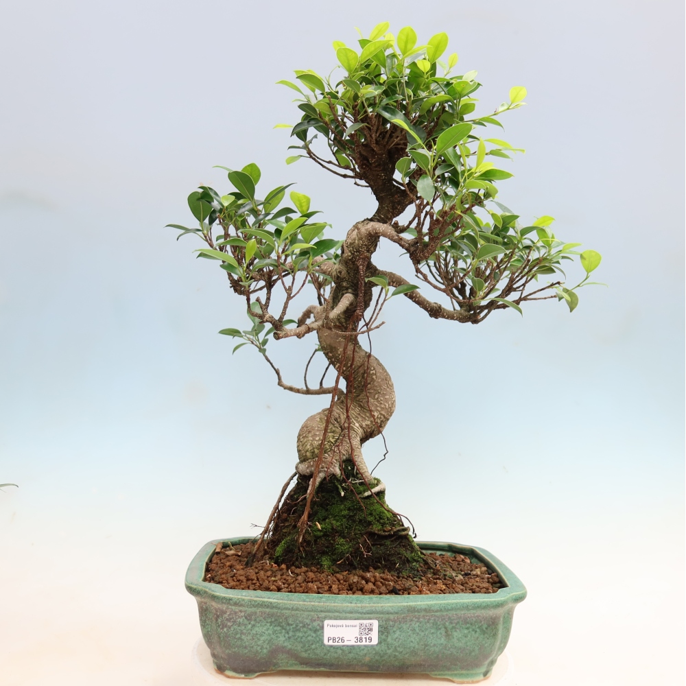 Szobai bonsai - Ficus kimmen - kislevelű fikusz
