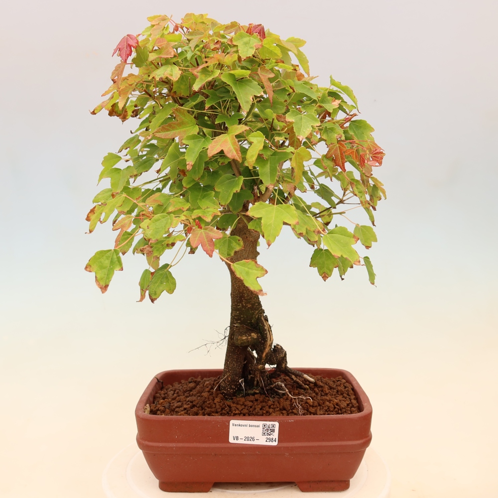 Kültéri bonsai - Juhar Burger - Acer Burgerianum