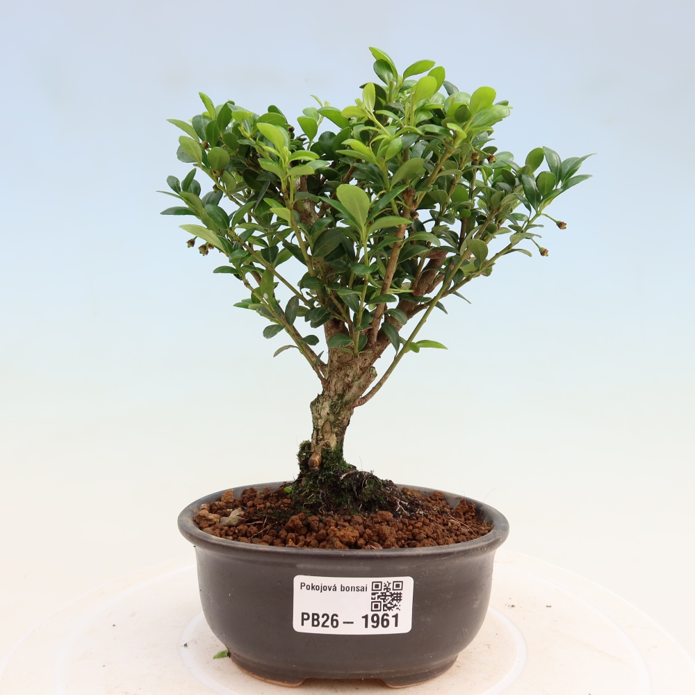 Szobai bonsai - Ilex crenata - Holly