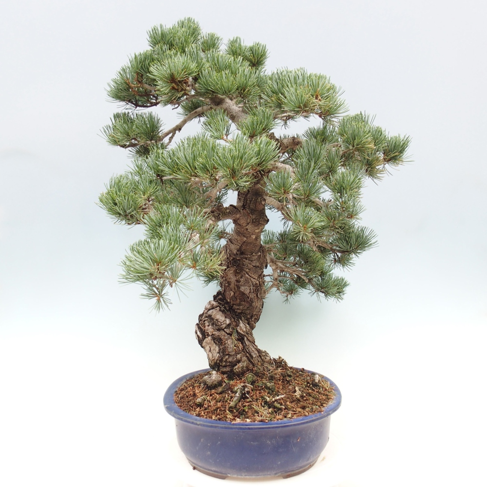 Kültéri bonsai - Pinus parviflora - Pinus parviflora