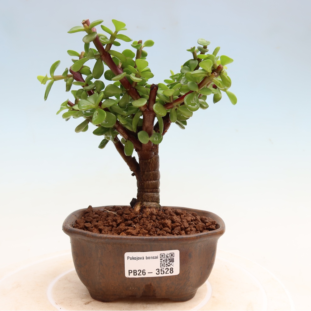 Szoba bonsai - Portulakaria Afra - Tlustice