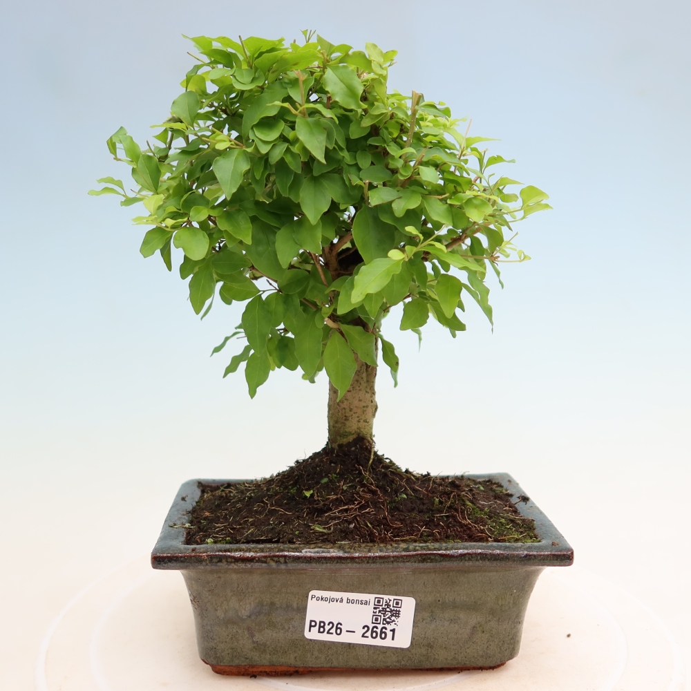 Szobai bonsai -Ligustrum chinensis - Madárcsőr