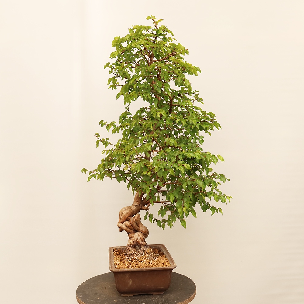 Kültéri bonsai -Carpinus Coreana - Koreai gyertyánfa
