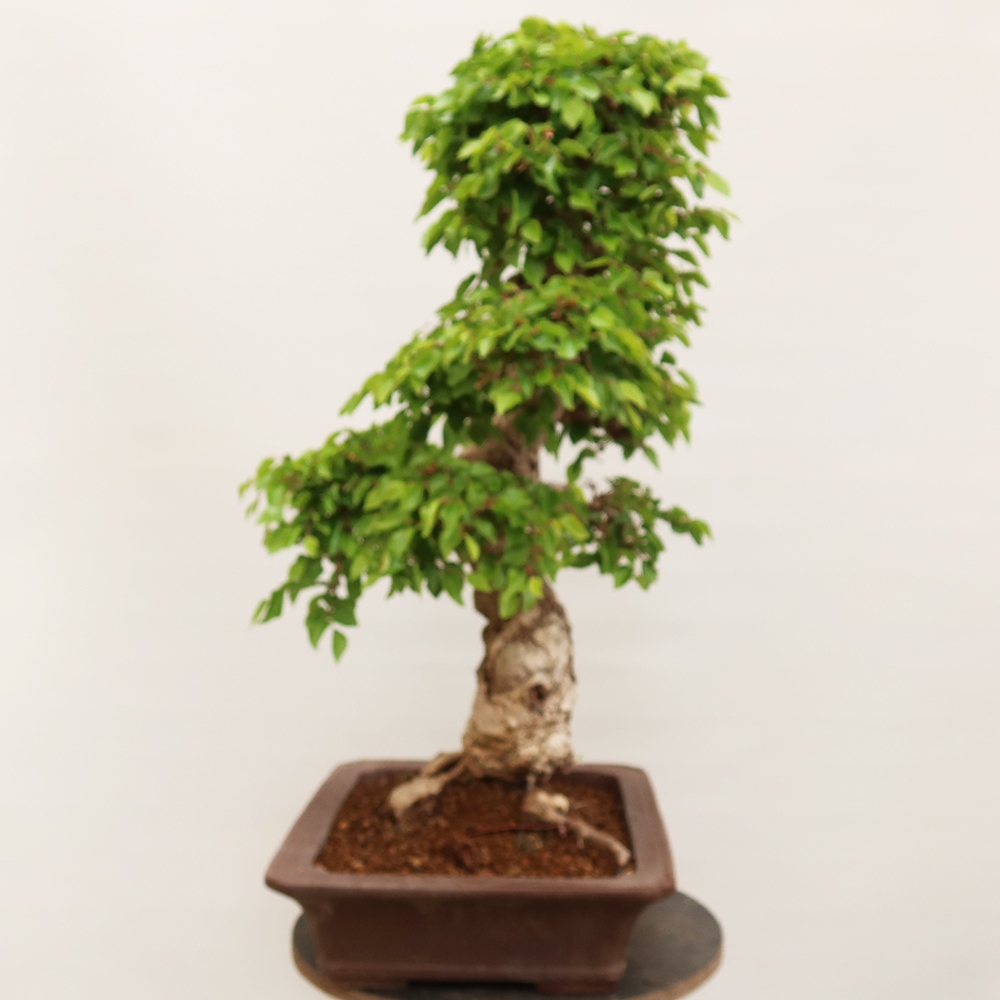 Kültéri bonsai -Carpinus Coreana - Koreai gyertyánfa