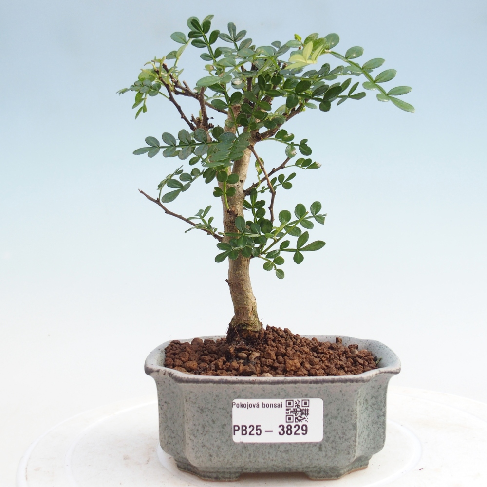 Szobai bonsai - Zantoxylum piperitum - Borsfa 