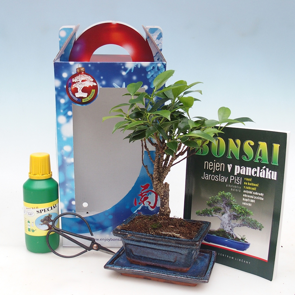 Szoba bonsai ajándékdobozban
