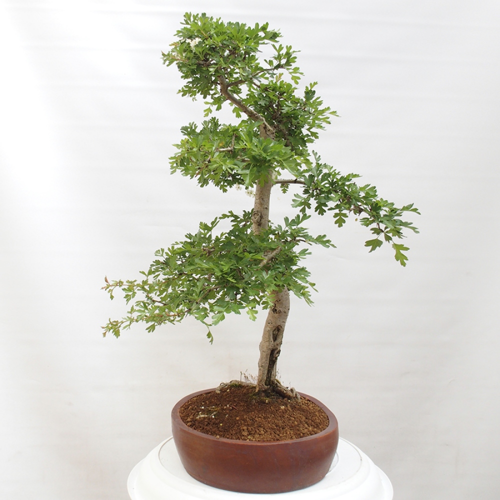 Kültéri bonsai - Galagonya - Crataegus monogyna