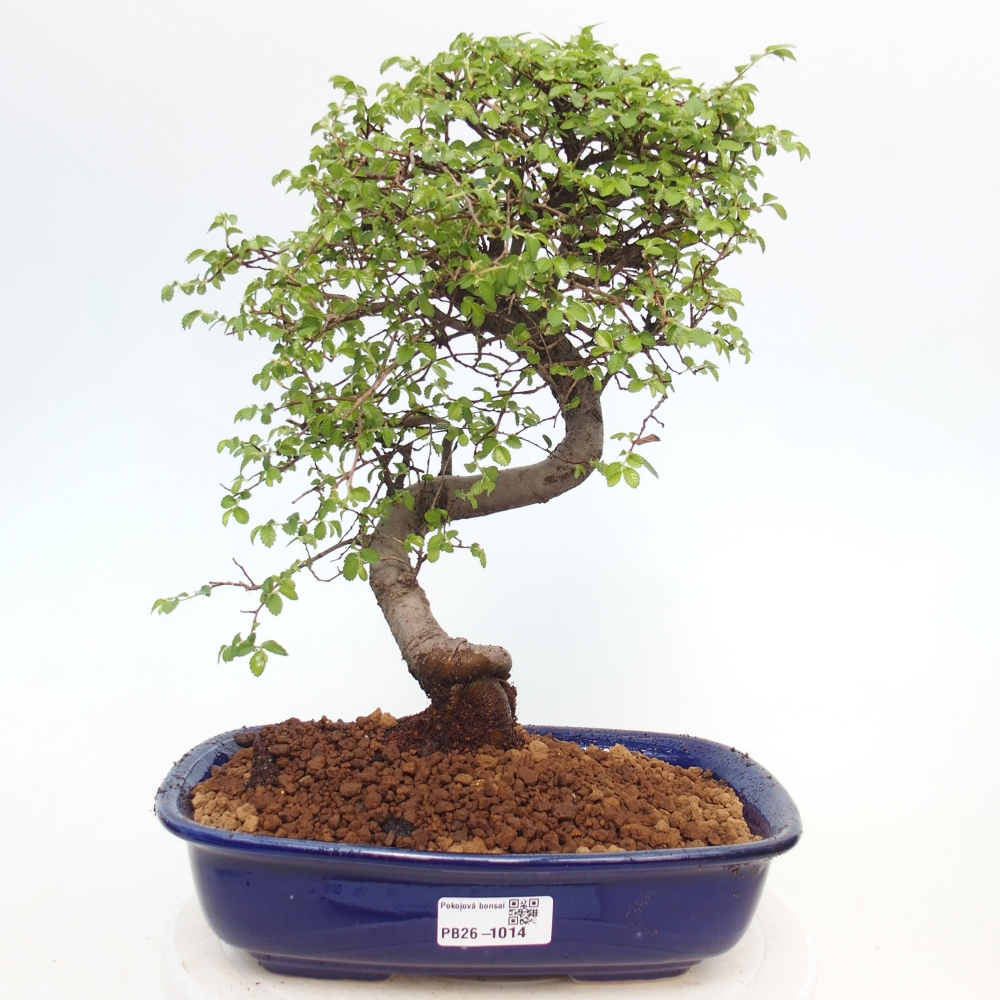 Szobai bonsai - Ulmus parvifolia - Kislevelű szilfa