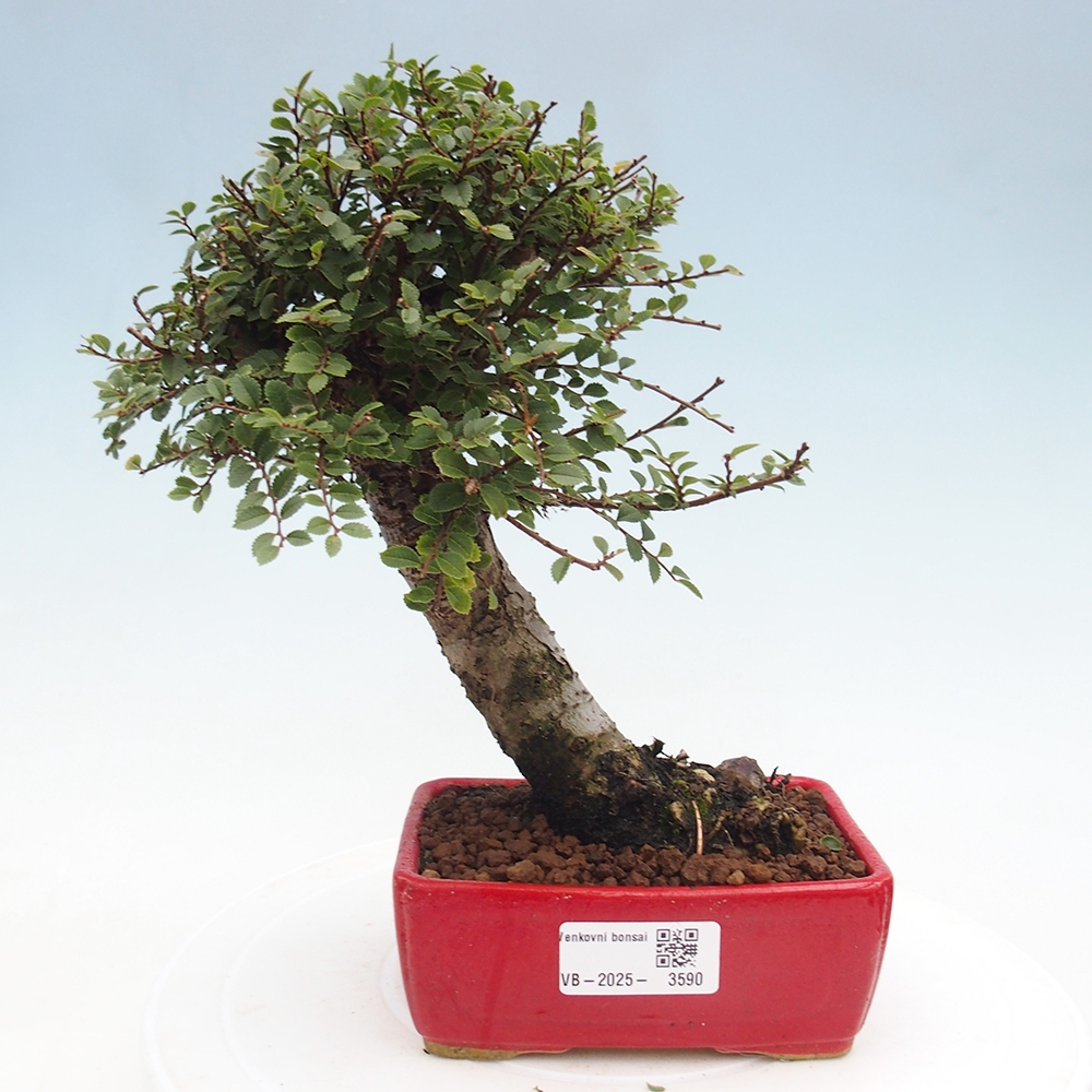 Kültéri bonsai - Ulmus parvifolia Hokkaido - Kínai szil - Ulmus parvifolia Hokkaido