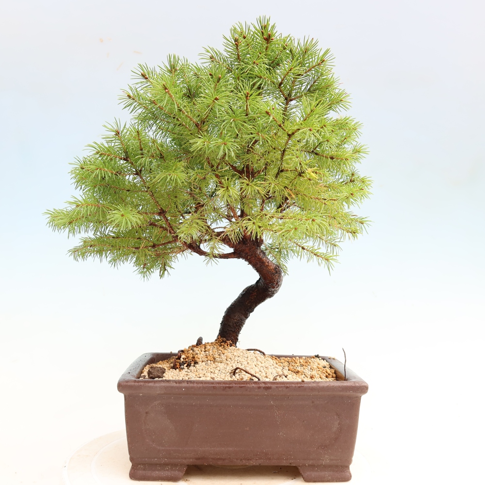 Kültéri bonsai – Szürke lucfenyő – Picea glauca globe