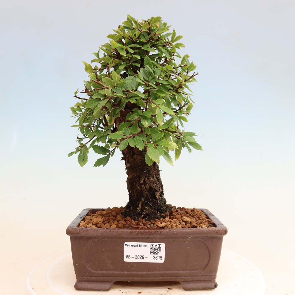Kültéri bonsai - Zelkova - Zelkova NIRE