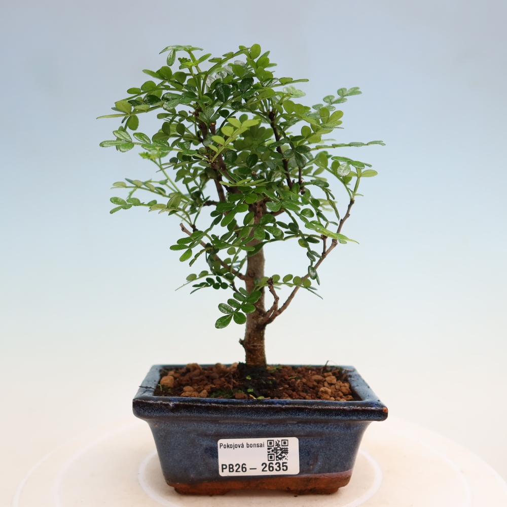 Szobai bonsai - Zantoxylum piperitum - borsfa