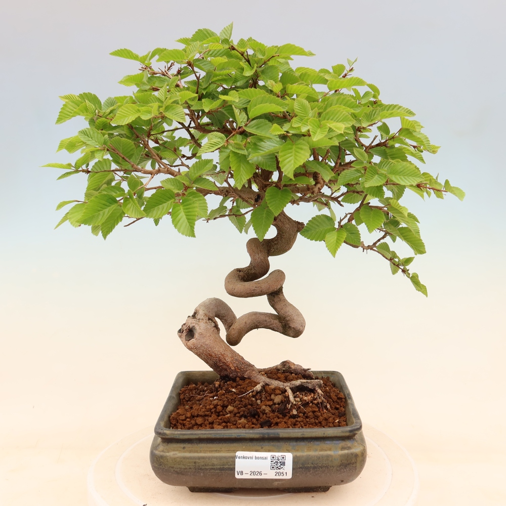 Kültéri bonsai -Carpinus Coreana - Koreai gyertyánfa