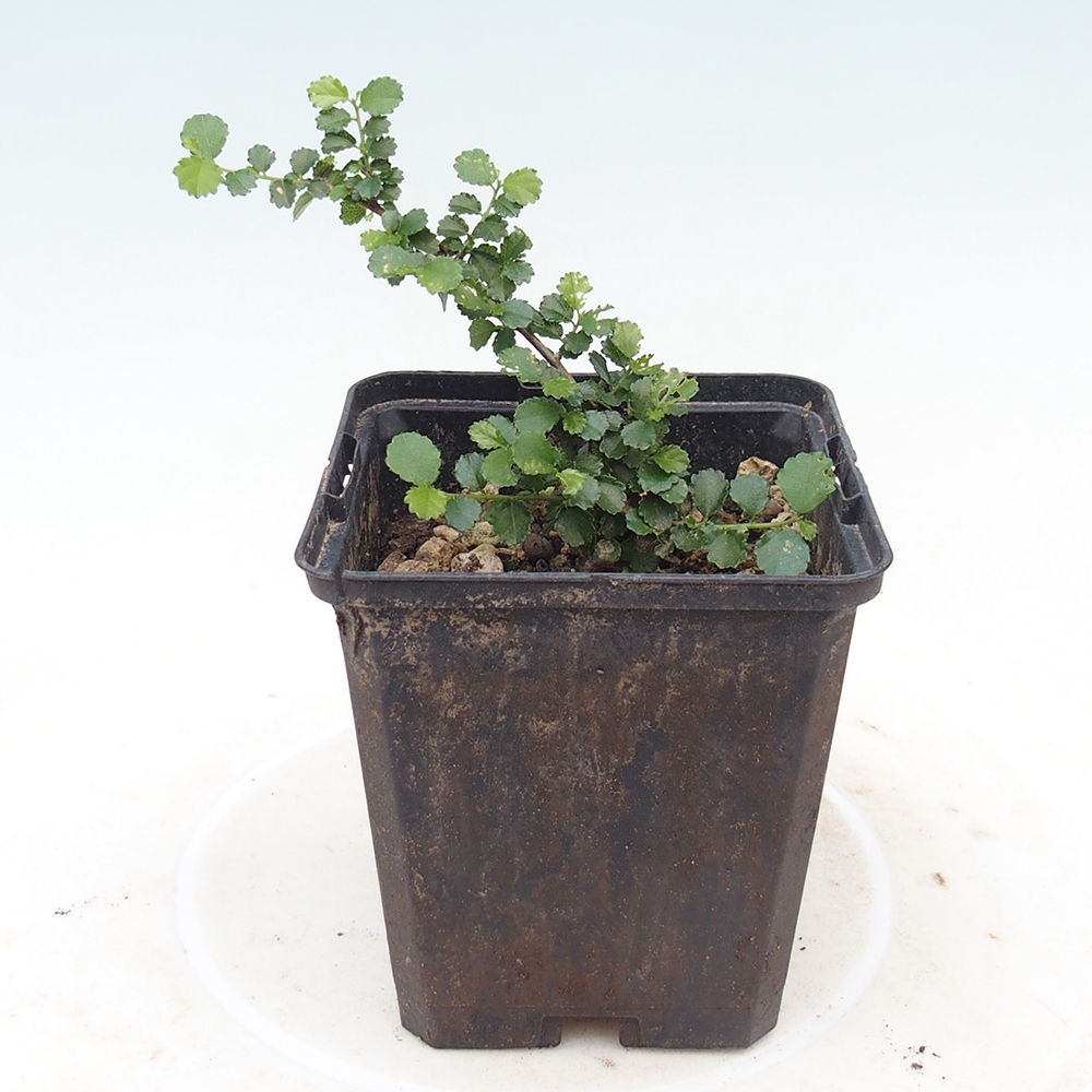 Szobai bonsai - Grewia sp. - Grewia small-leaves konténerben