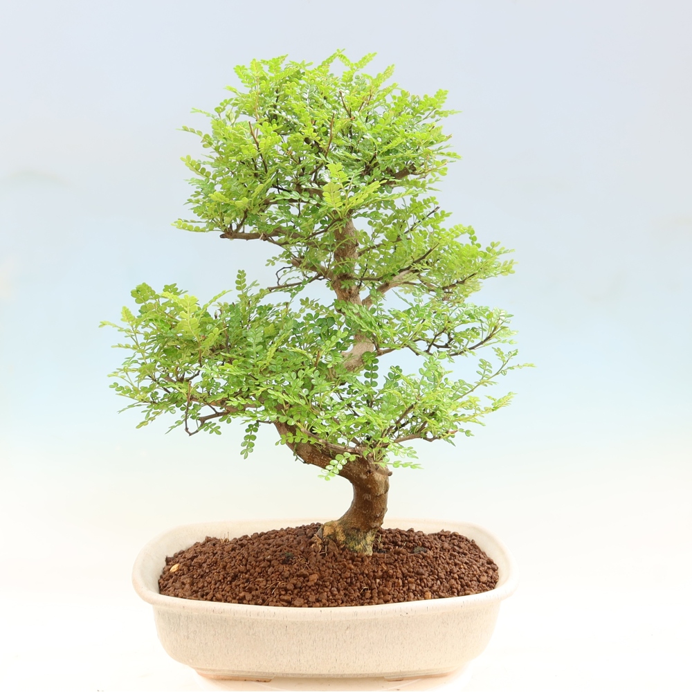 Szobai bonsai - Zantoxylum piperitum - borsfa