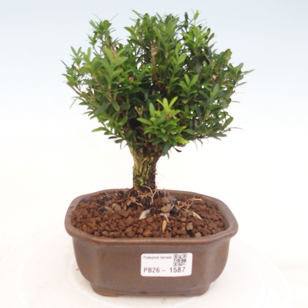 Szobai bonsai - Buxus harlandii - parafa buxus