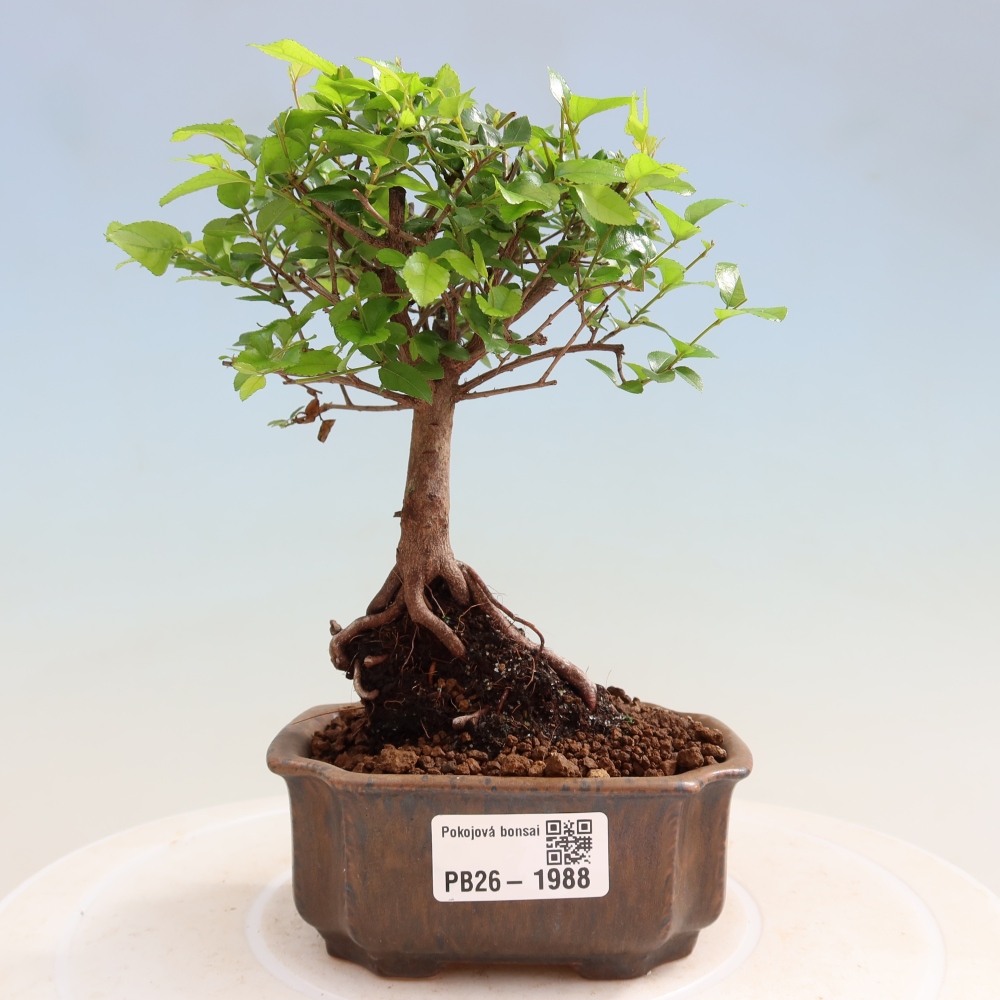 Szobai bonsai - Sageretia thea - Sageretia thea