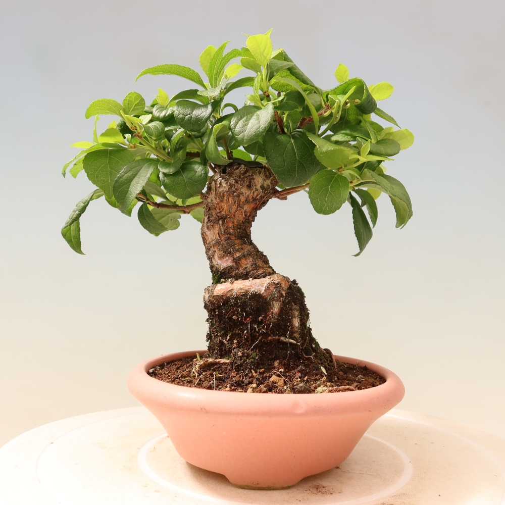 Kültéri bonsai - Celastrus orbiculatus