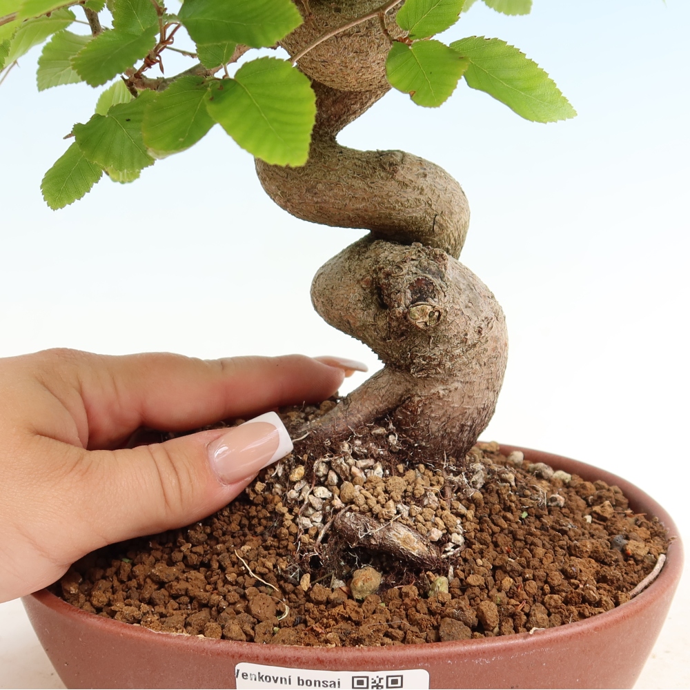 Kültéri bonsai -Carpinus Coreana - Koreai gyertyánfa