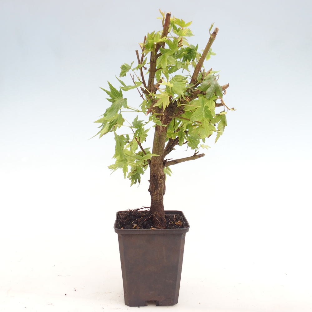 Kültéri bonsai - Acer palmatum Dr Tilt konténerben
