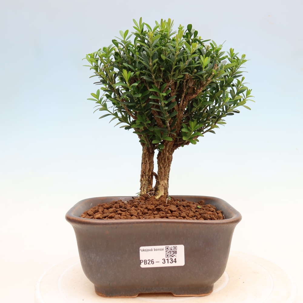 Szobai bonsai - Buxus harlandii - parafa buxus