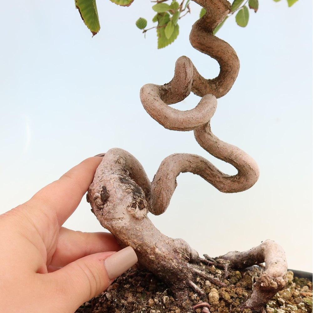 Kültéri bonsai -Carpinus CARPINOIDES - Koreai gyertyánfa