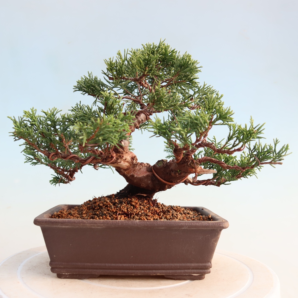 Kültéri bonsai - Juniperus chinensis Itoigawa