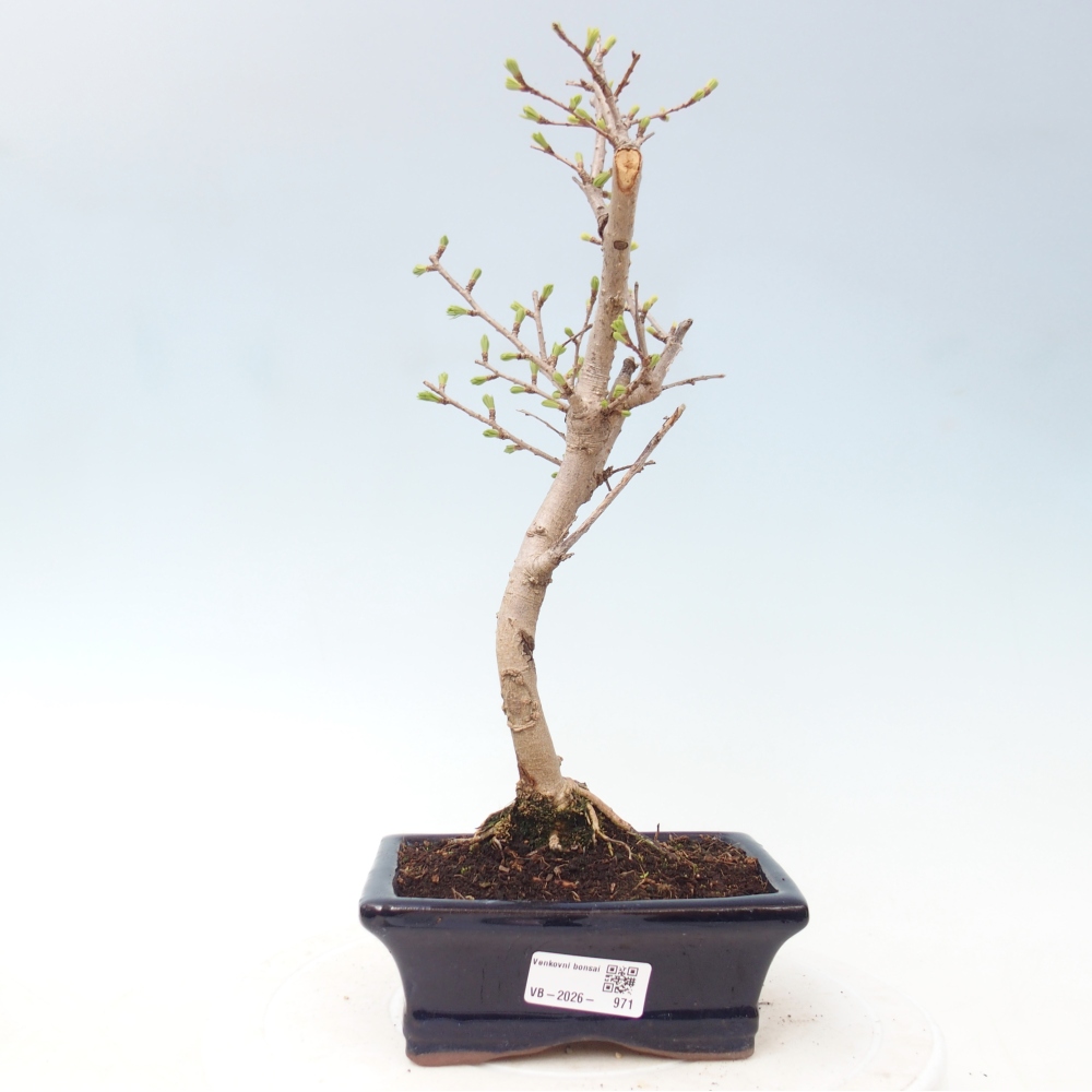Kültéri bonsai -Pseudolarix amabis-Pseudolarix amabis-Pseudolarix amabis