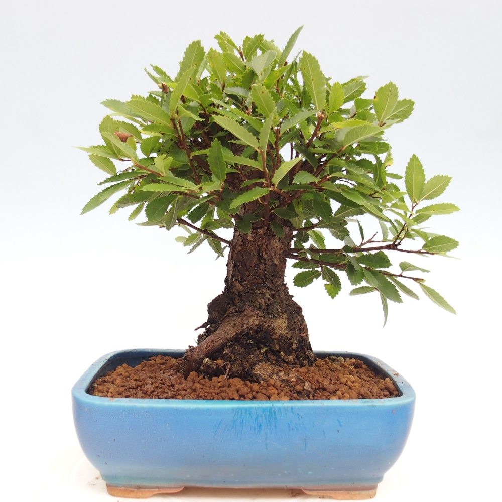 Kültéri bonsai - Zelkova - Zelkova NIRE