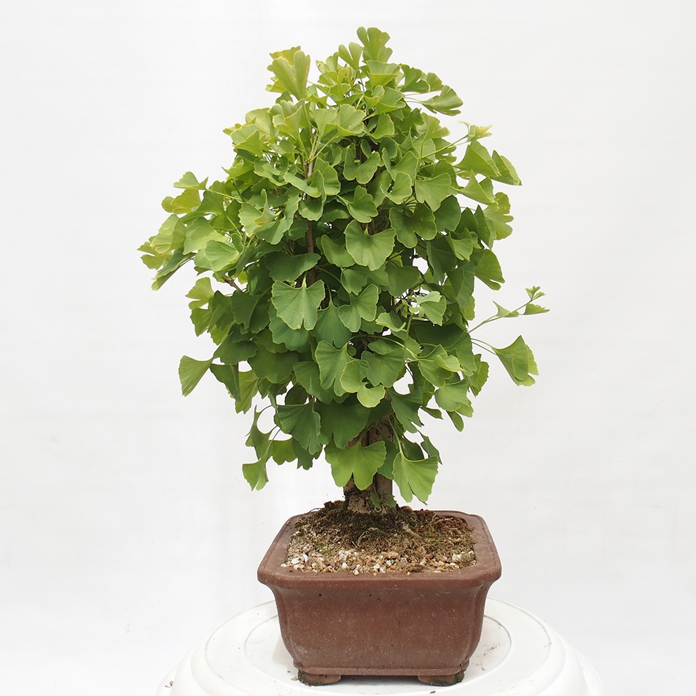 Kültéri bonsai - Ginkgo biloba - Ginkgo biloba