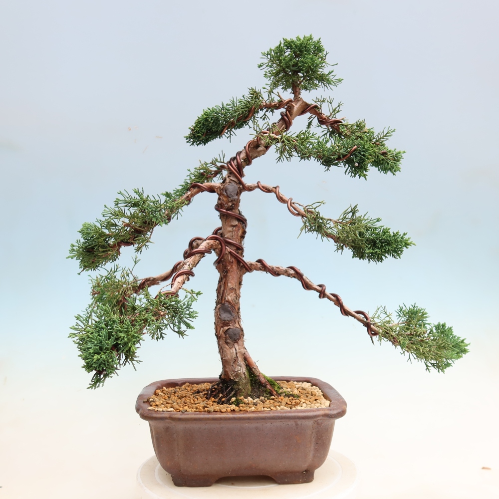 Kültéri bonsai - Juniperus chinensis Kishu
