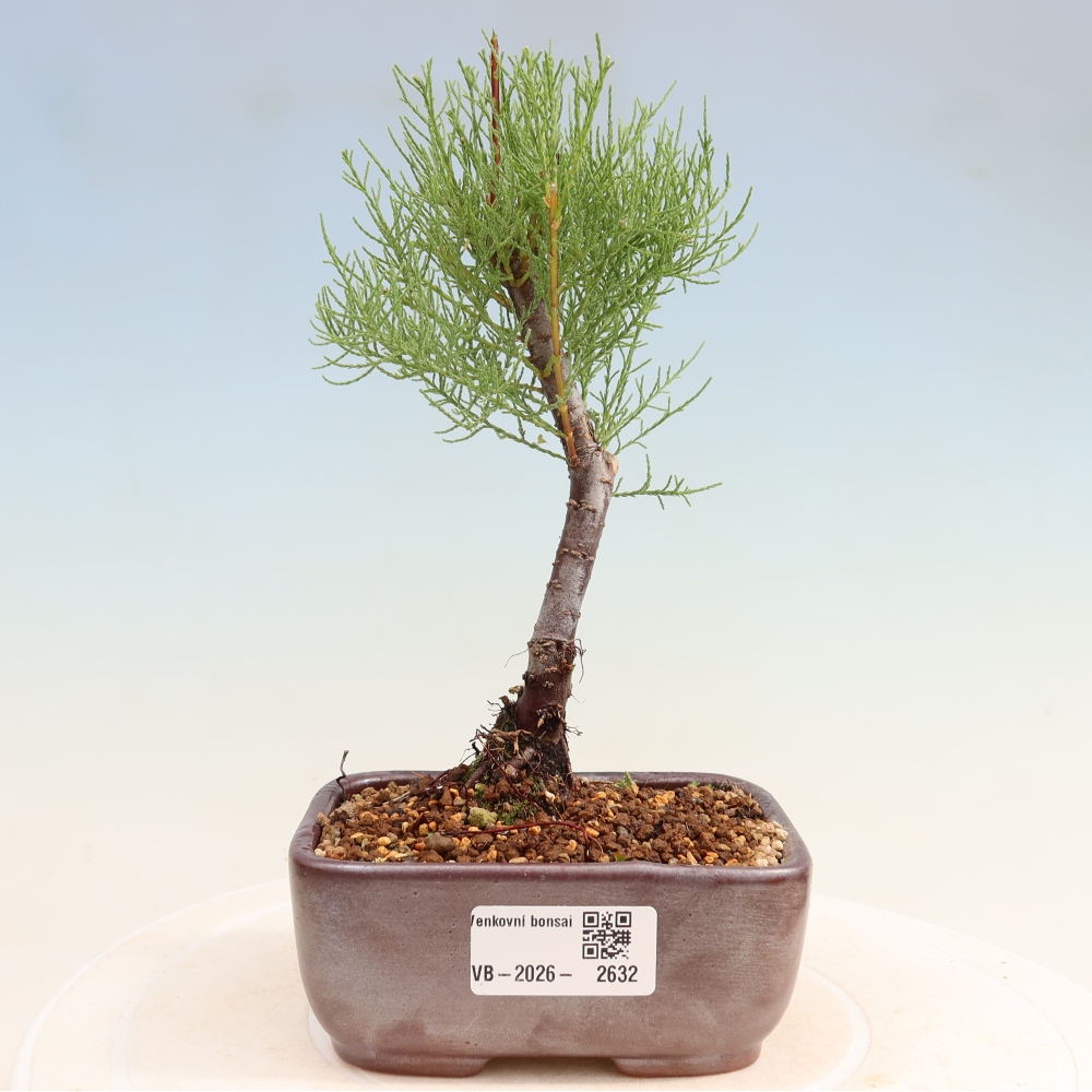 Kültéri bonsai - Tamariszkusz - Tamarix