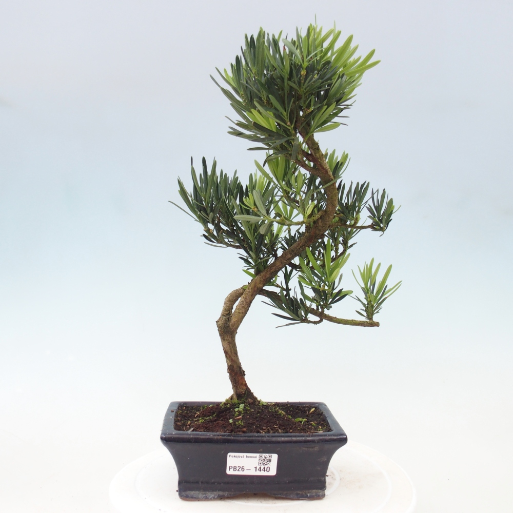Szobai bonsai - Podocarpus - Kőtiszafa