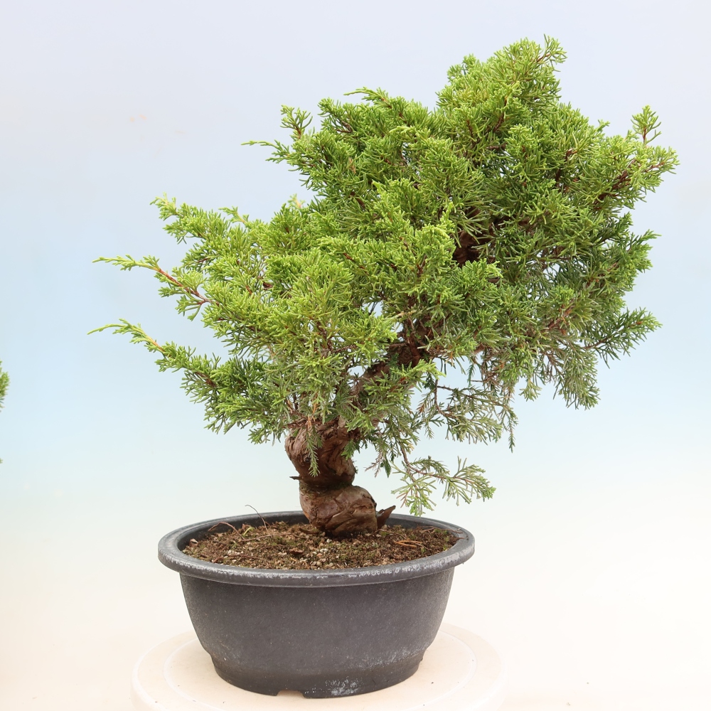 Kültéri bonsai - Juniperus chinensis Itoigawa-Juniperus chinensis