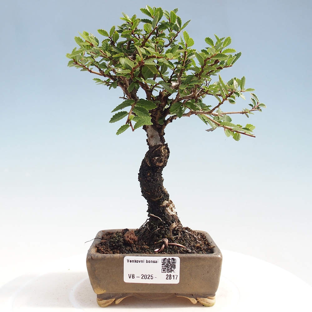 Kültéri bonsai - Zelkova - Zelkova NIRE