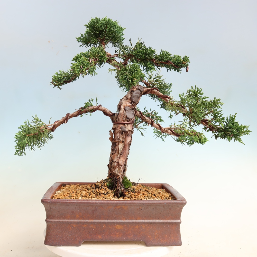 Kültéri bonsai - Juniperus chinensis Kishu