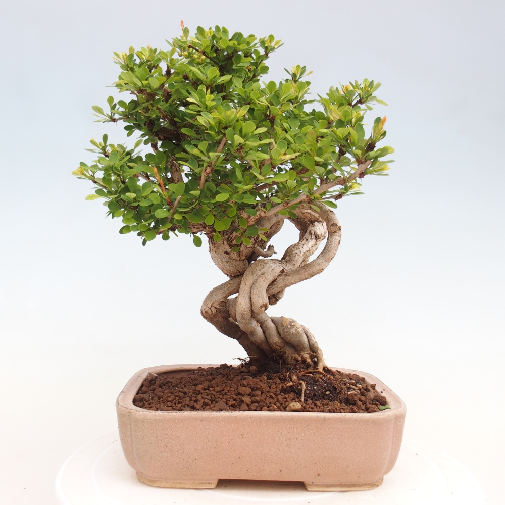 Kültéri bonsai - Berberis coreana