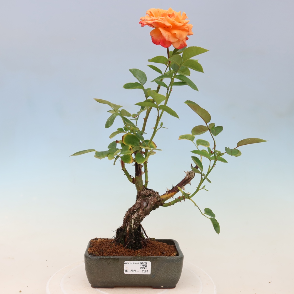 Kültéri bonsai - Rosa Kordes - rózsa