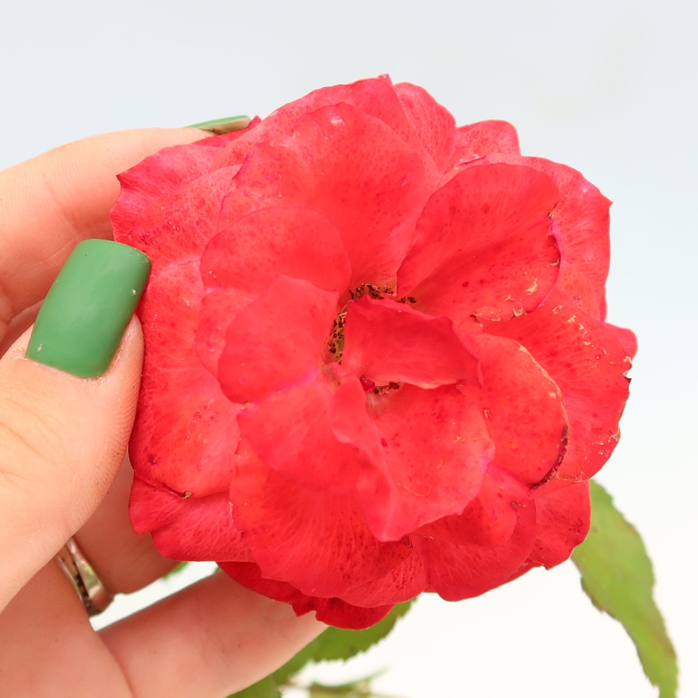 Kültéri bonsai - Rosa Kordes - rózsa